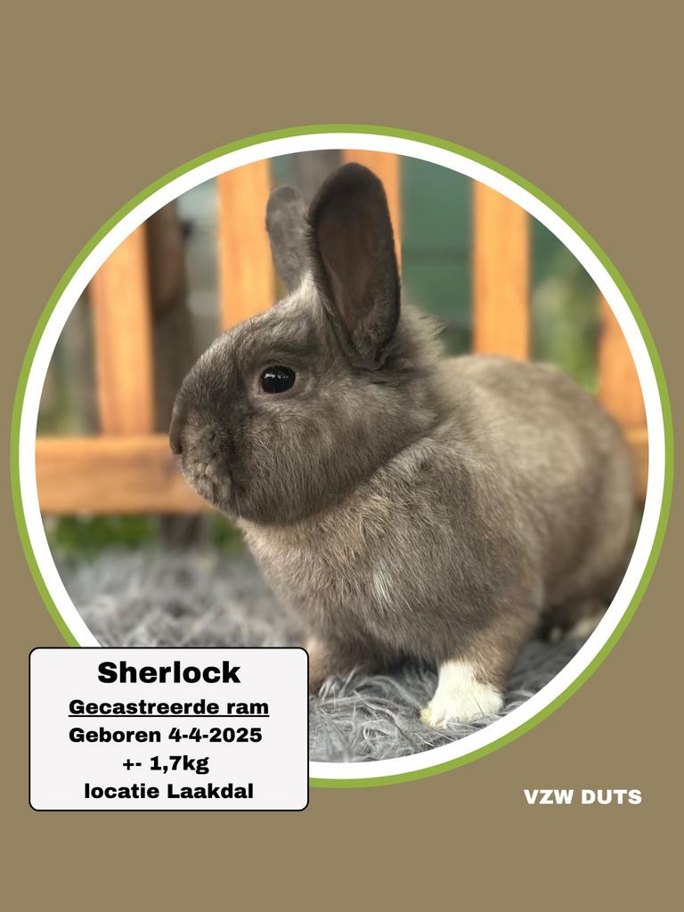 Gecastreerde ram ter adoptie vzw duts, Dieren en Toebehoren