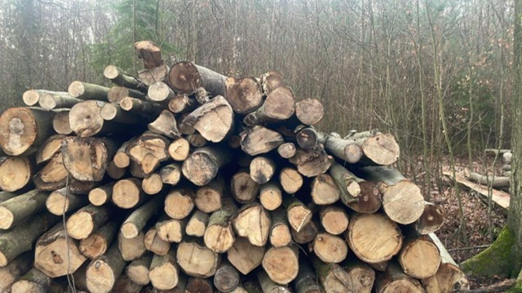 troncs d'arbres à vendre pour le bois de chauffage, 6 m³ ou plus, Enlèvement, Chêne, Troncs d'arbres