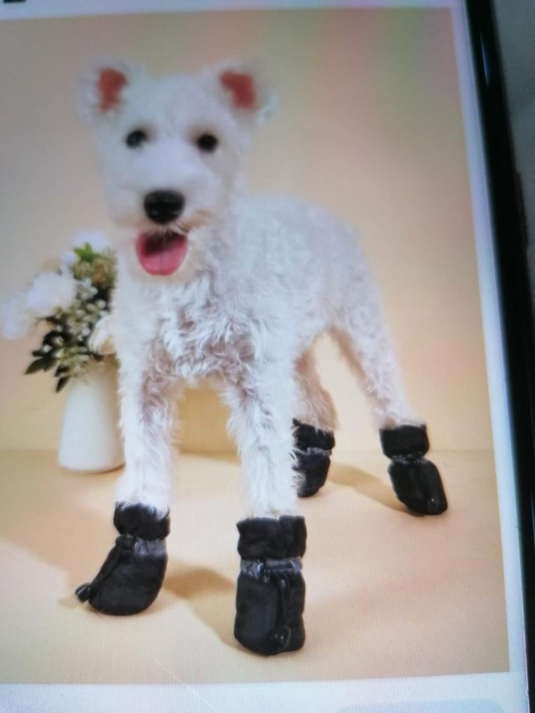 Schoenen voor honden, Ophalen of Verzenden