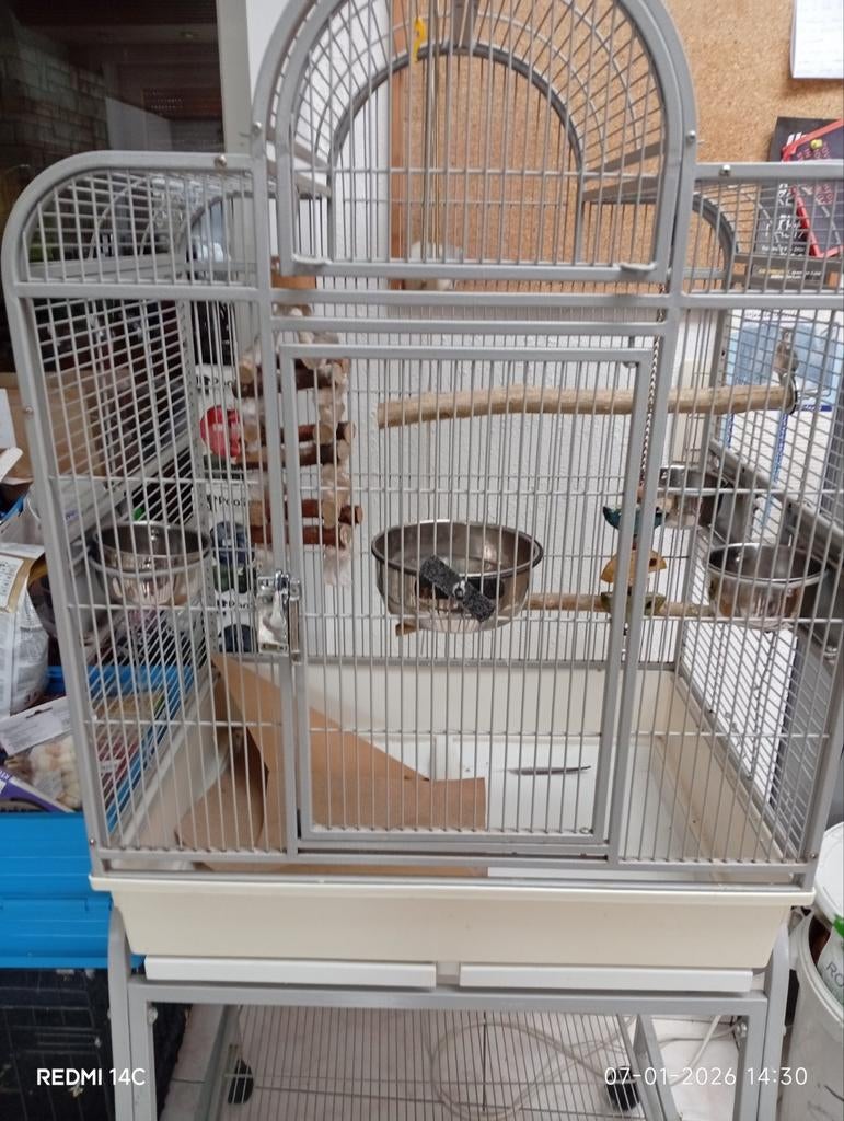 Grootvogel kot met stokenen water potje te kook, Dieren en Toebehoren, Ophalen