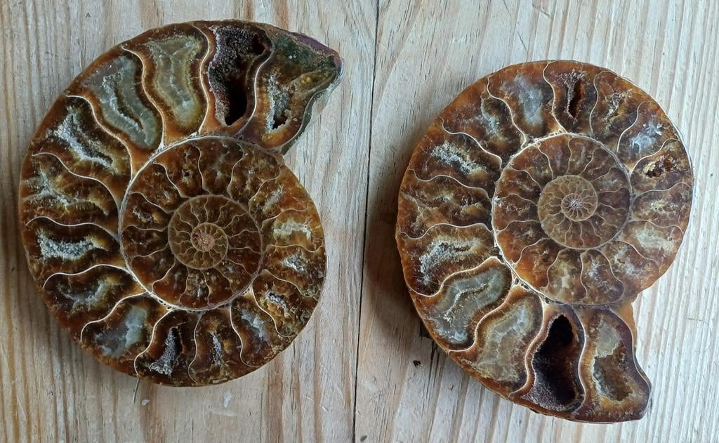 Couple d'ammonites de Madagascar, Enlèvement ou Envoi, Fossile