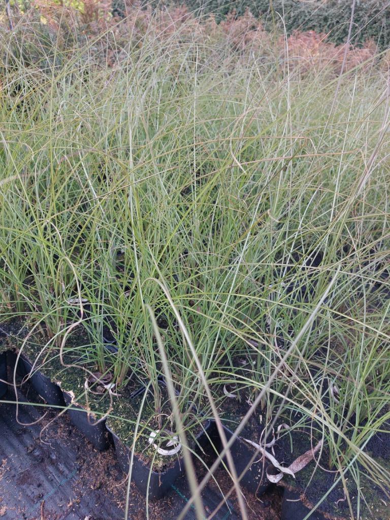 Prachtriet/ Siergras: Miscanthus Kleine Silberspinne, Tuin en Terras, Ophalen, Vaste plant, Siergrassen, Halfschaduw