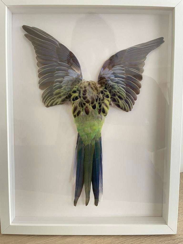 Perruche encadrée - neuve, Enlèvement ou Envoi, Neuf, Oiseaux, Animal empaillé