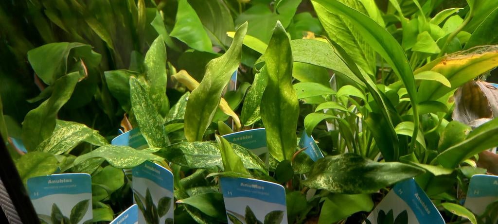 Aquariumplanten, Animaux & Accessoires
