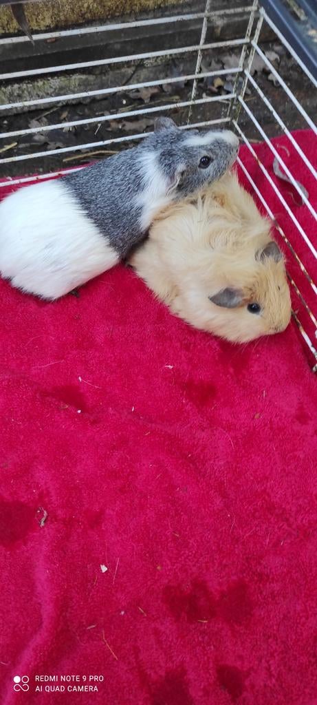 Beertjes!, Dieren en Toebehoren, Knaagdieren, September