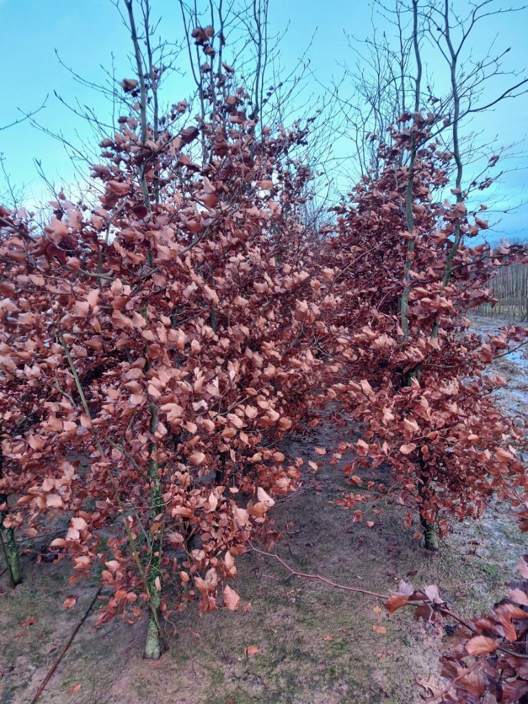 Rode beuk,  grote haagplanten tot 4m, Tuin en Terras, Ophalen, Beukenhaag, Haag, 250 cm of meer