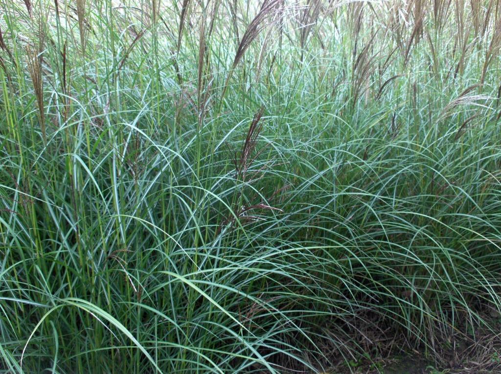 Siergras Miscanthus Gracillimus Prachtriet, Ophalen, Volle zon, Vaste plant, Siergrassen