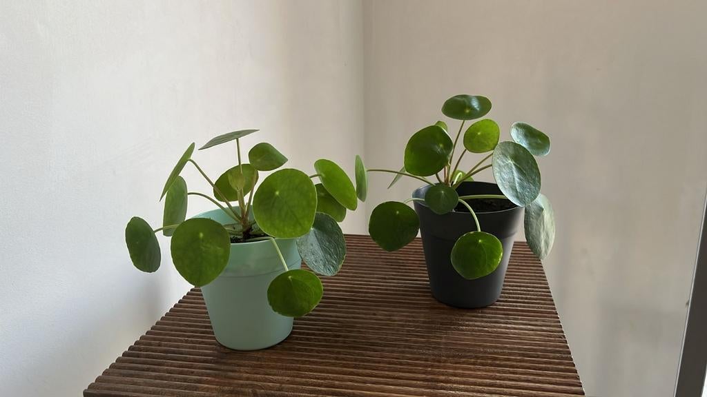 Verschillende leuke plantjes!, Ophalen