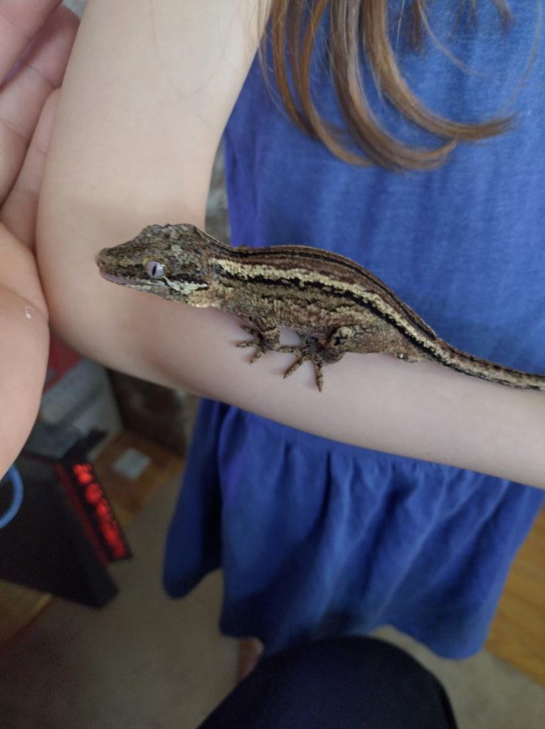 gecko gargouille mâle  black queue origine 3ans, Animaux & Accessoires, Lézard, 0 à 2 ans