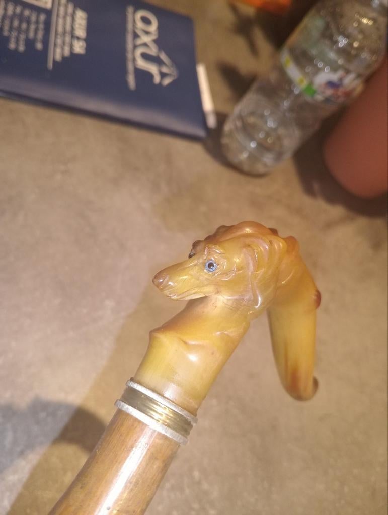 Canne corne chien lévrier