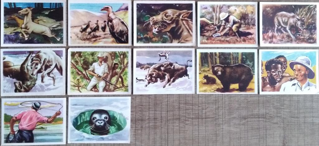12 verzamelprentjes reeks Jagers op wilde dieren (Martougin), Collections, Enlèvement ou Envoi, Utilisé, Animal, Gravure