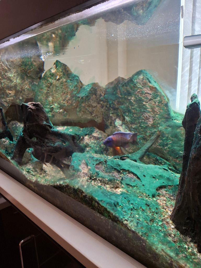 Aquarium 770 l, Dieren en Toebehoren, Ophalen, Overige typen, Zo goed als nieuw, Verwarming