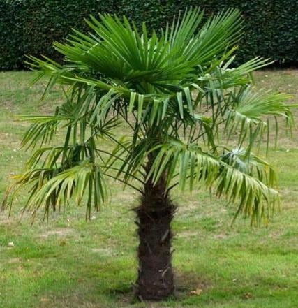 Palmier d exterieur, Ophalen, Palmboom