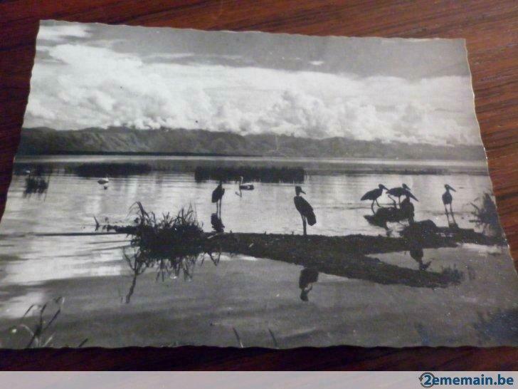 Carte postale , Marabouts et Pélicans (Doc.Inforcongo), Enlèvement ou Envoi