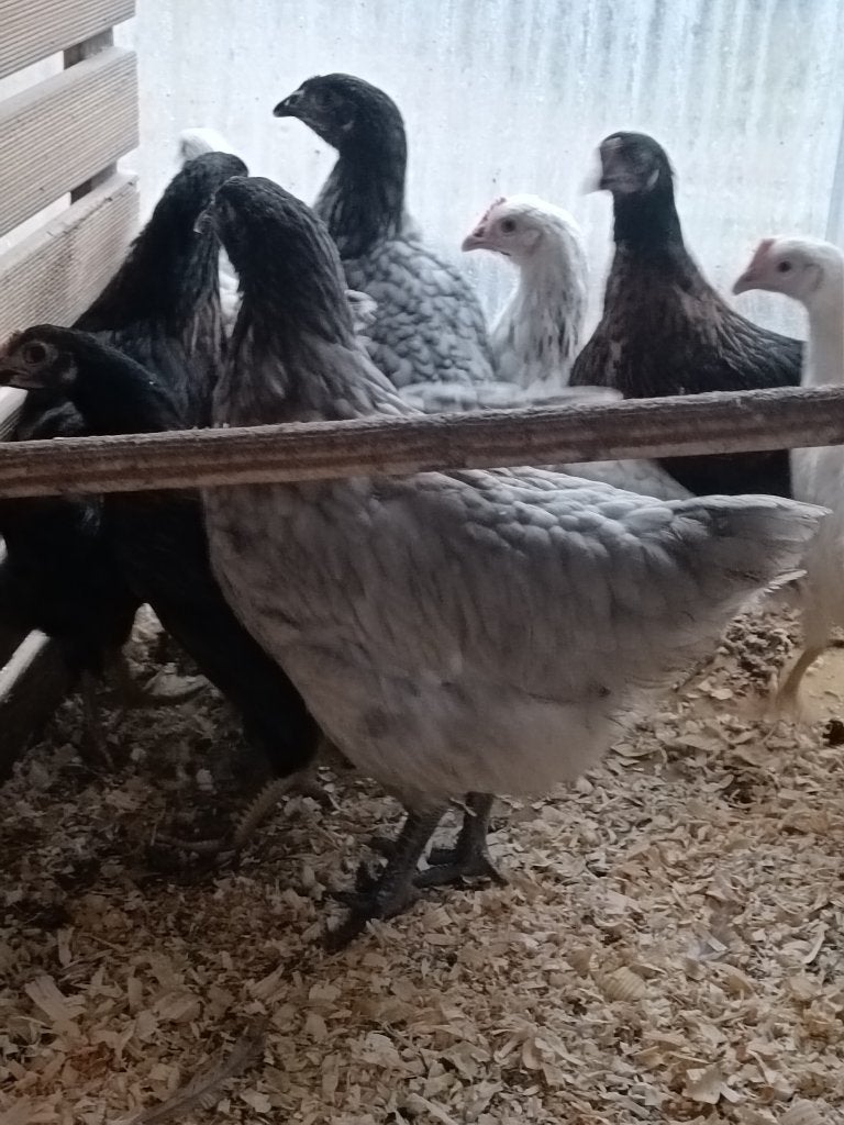 aanbieding 9 bleu de landes 3 maand 72 euro, Dieren en Toebehoren, Pluimvee, Vrouwelijk, Kip