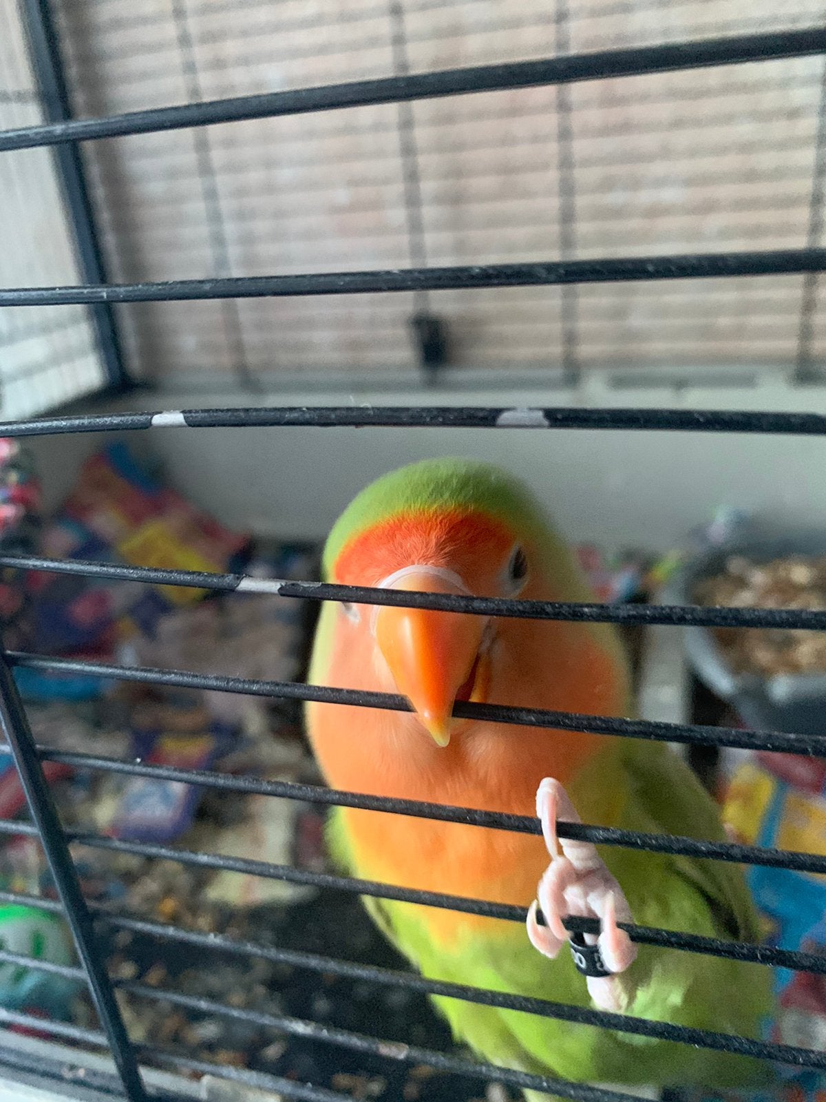 agapornis vrouwtje, Dieren en Toebehoren