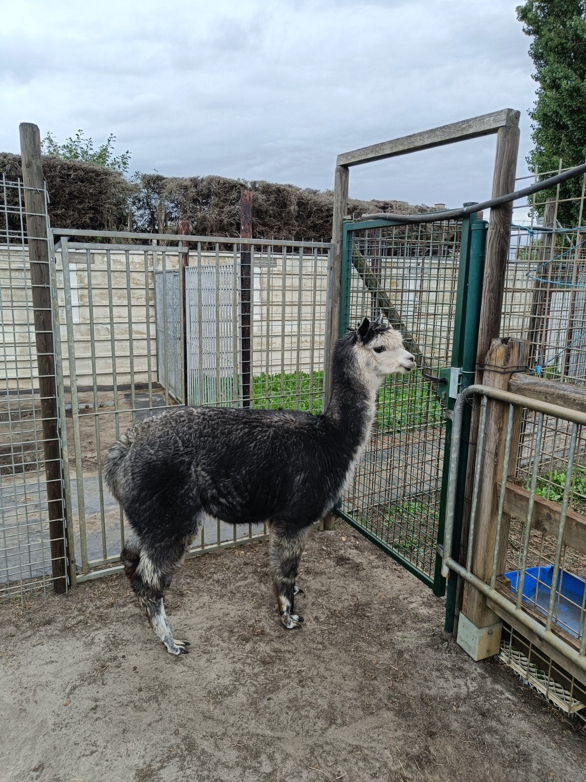 kudde alpacas, Dieren en Toebehoren, Oktober, Meerdere dieren
