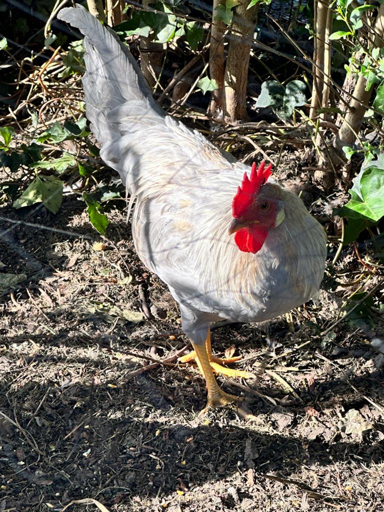 Leghorn Isabel haan, Dieren en Toebehoren