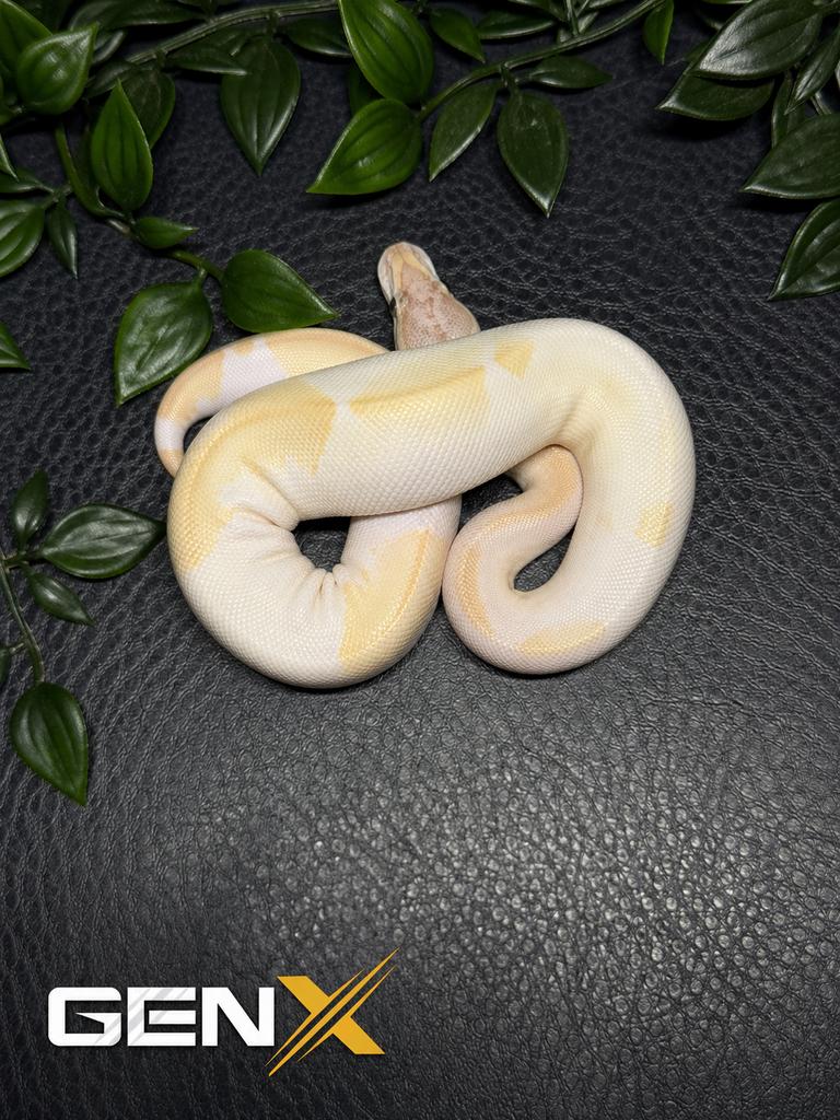 0.1 Ivory Pied 66% het Desert Ghost, Dieren en Toebehoren, Reptielen en Amfibieën, Slang, Tam, 0 tot 2 jaar