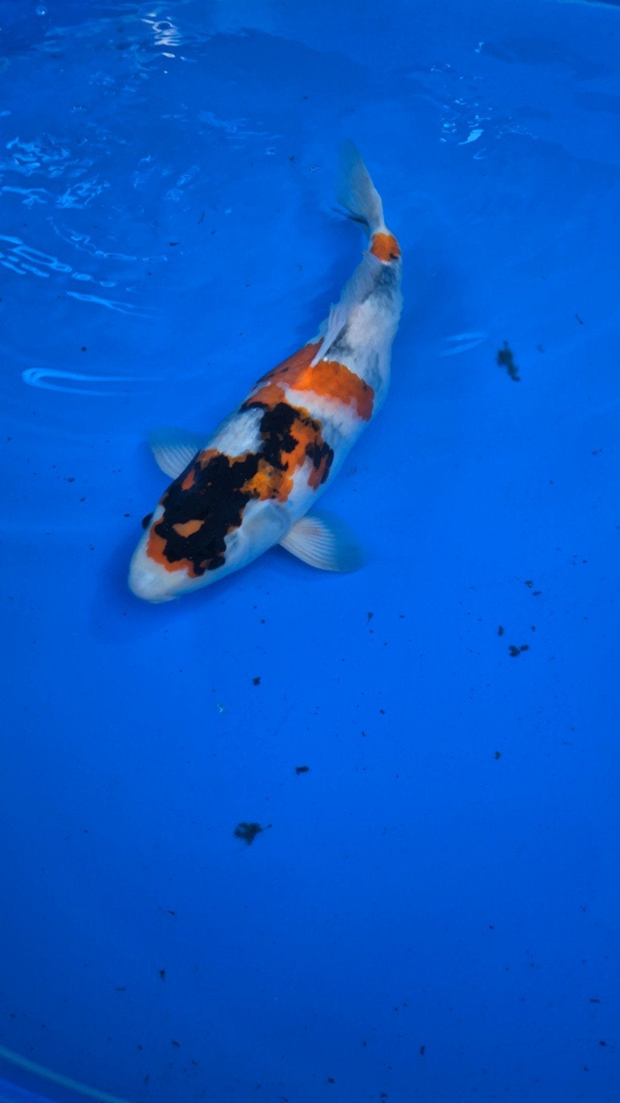 Kase showa, female, 55/56cm, 3e jaar, sansai, Dieren en Toebehoren, Karper of Koi