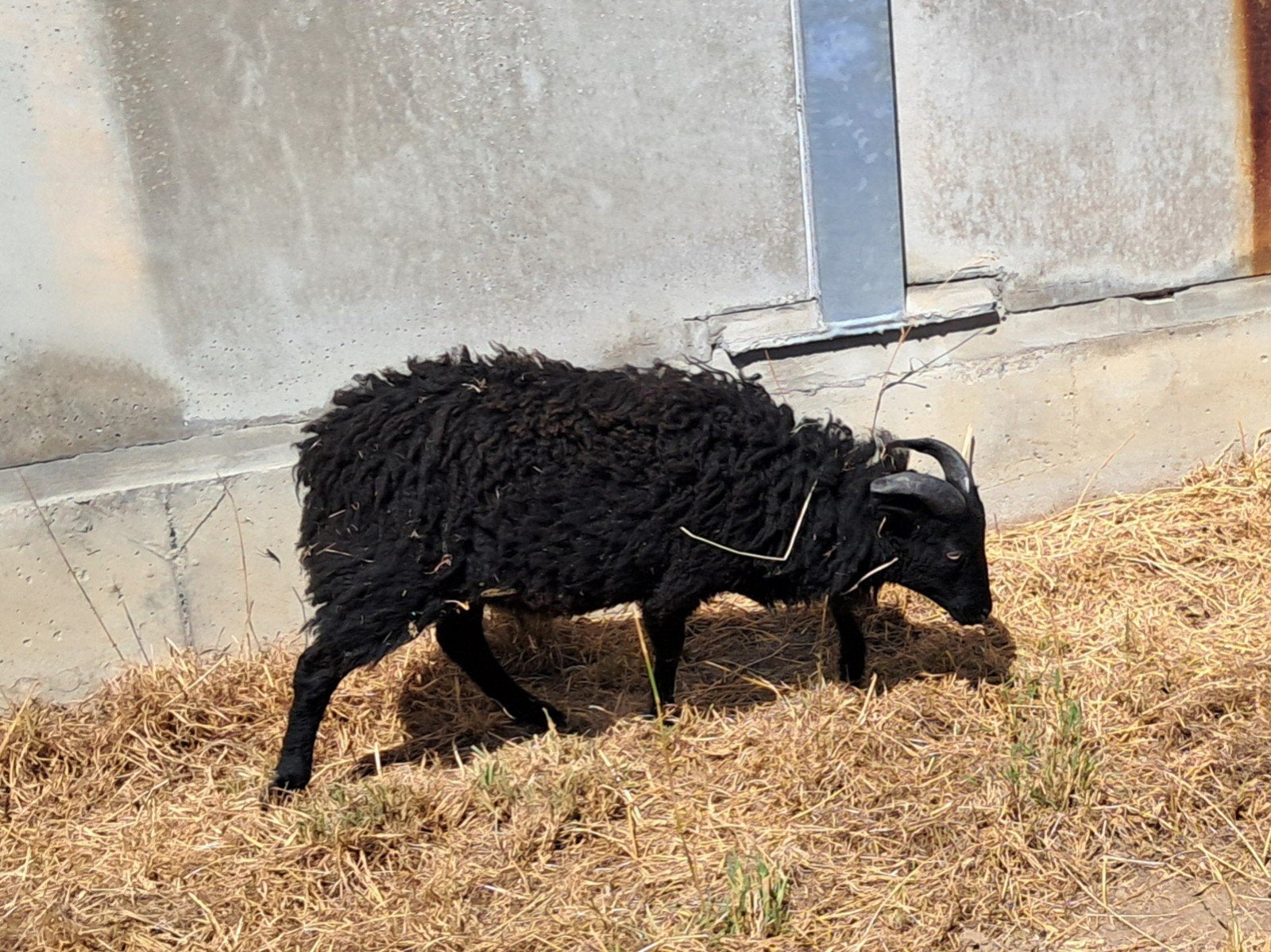 ouessant ram lam