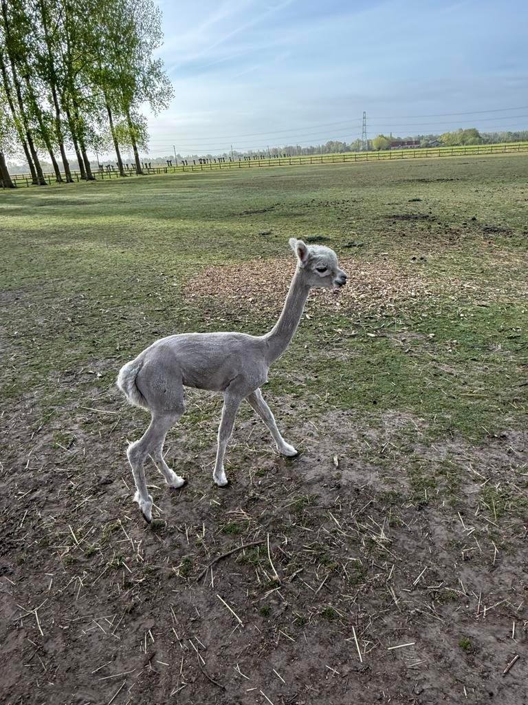 Alpaca hengst, Juillet, Mâle