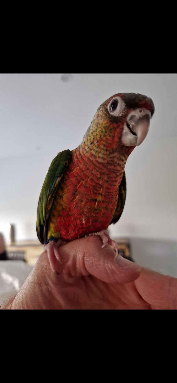 Petit perroquet Conure apprivoisé porteur lutino, Perroquet, Bagué