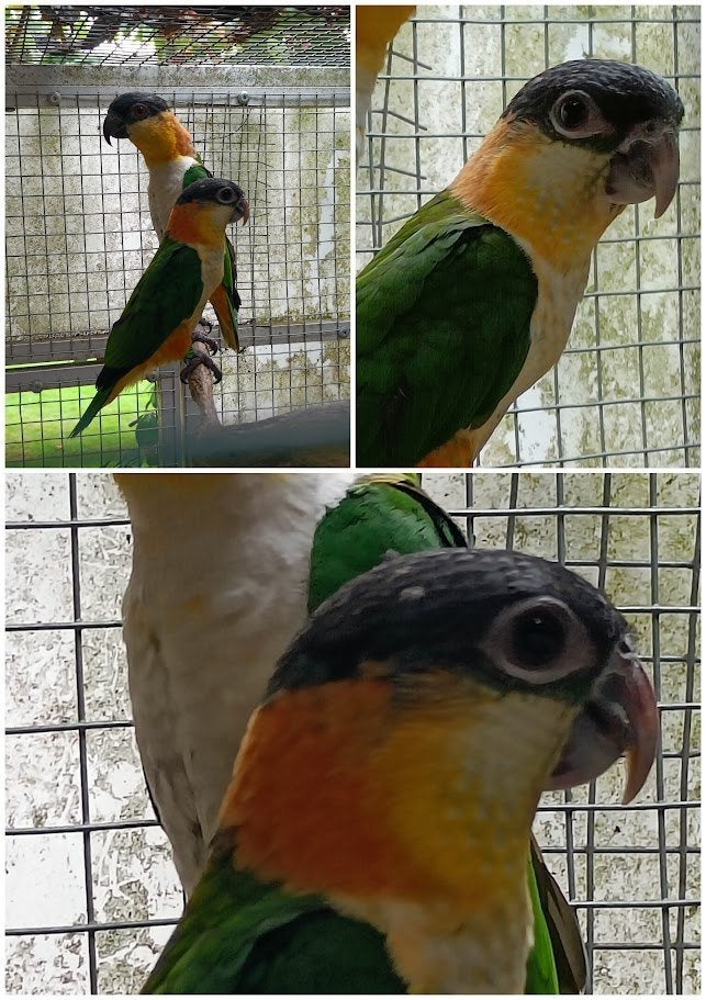zwartkop caique, Dieren en Toebehoren, Mannelijk, Papegaai, Geringd