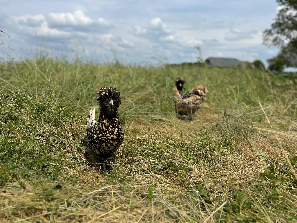 Padua kriel kippen citroen zwart gezoomd gesekst en ingeënt, Dieren en Toebehoren, Vrouwelijk, Kip
