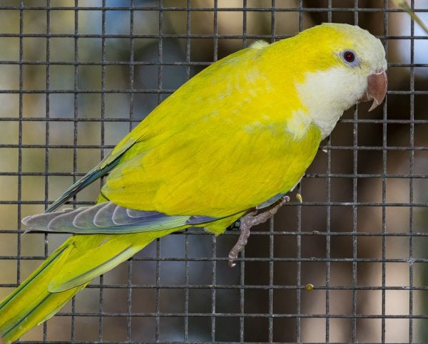 Perruches souris — arrêt d’élevage, Plusieurs animaux, Perruche, Bagué