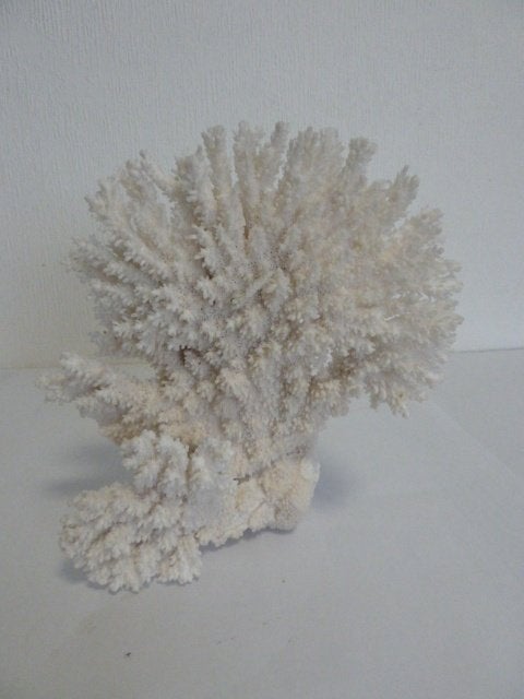 Koraal waaier, prachtig gevormd door stroming 20-19cm, Verzamelen, Mineralen en Fossielen, Ophalen, Overige typen