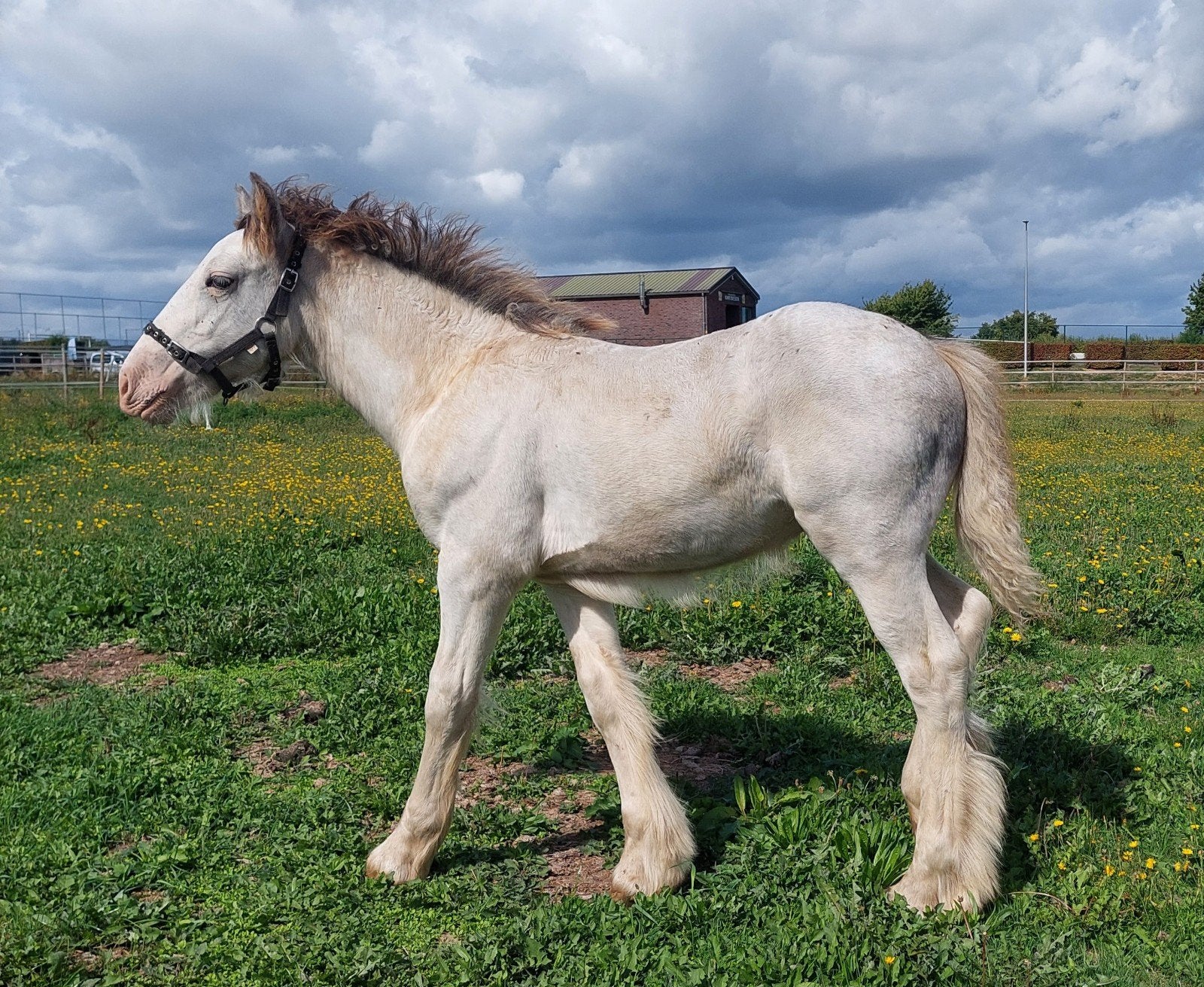 Zeer speciaal Irish Cob/Tinker hengstenveulen, Étalon, Avec pedigree, 0 à 2 ans