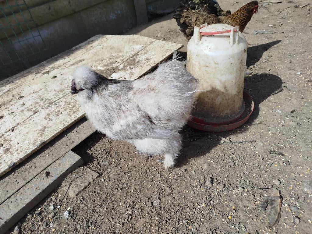 Zijdehoen haan, Dieren en Toebehoren, Pluimvee, Mannelijk, Kip