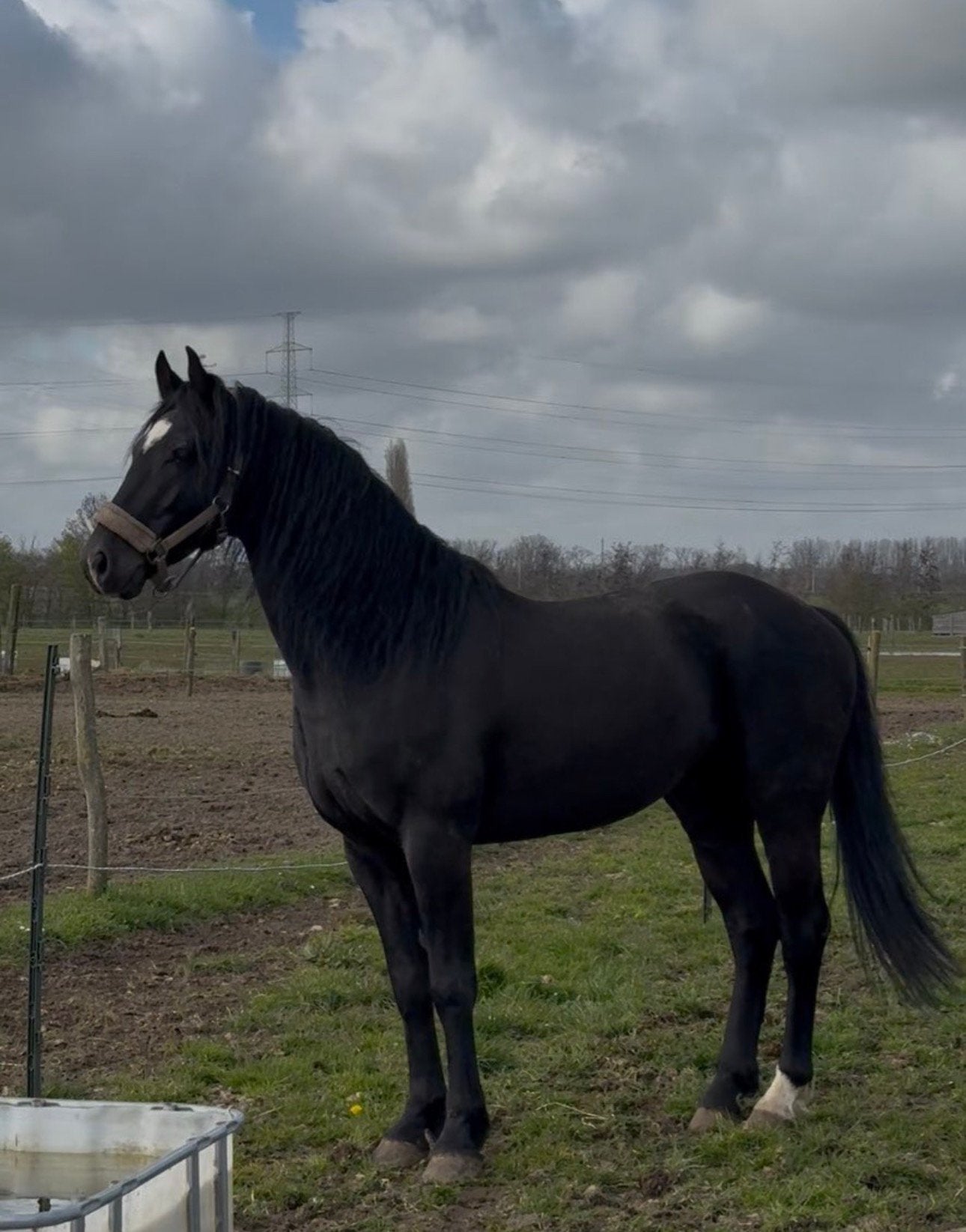 5 Jarige zwarte dressuur ruin, Dieren en Toebehoren, Minder dan 160 cm, Met stamboom, Ruin, Dressuurpaard