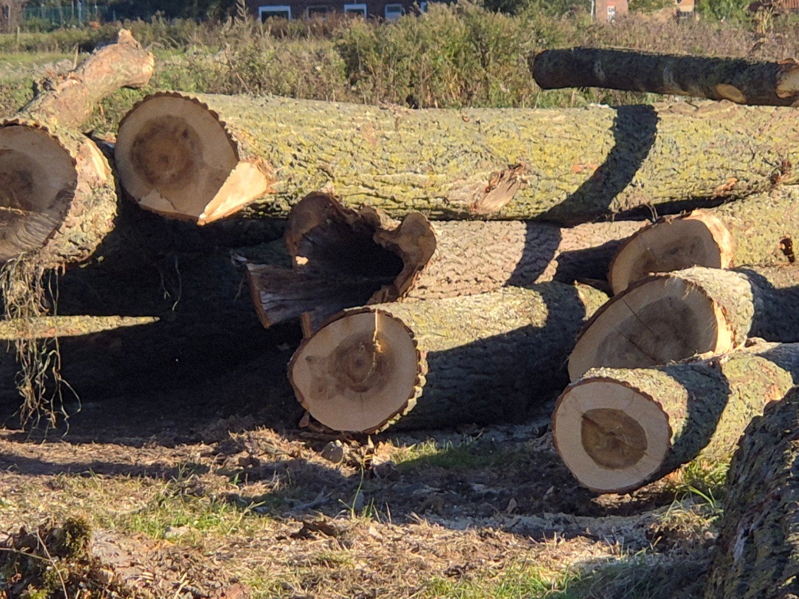 Snoei werken, Rooien van bomen, Ophalen of Verzenden