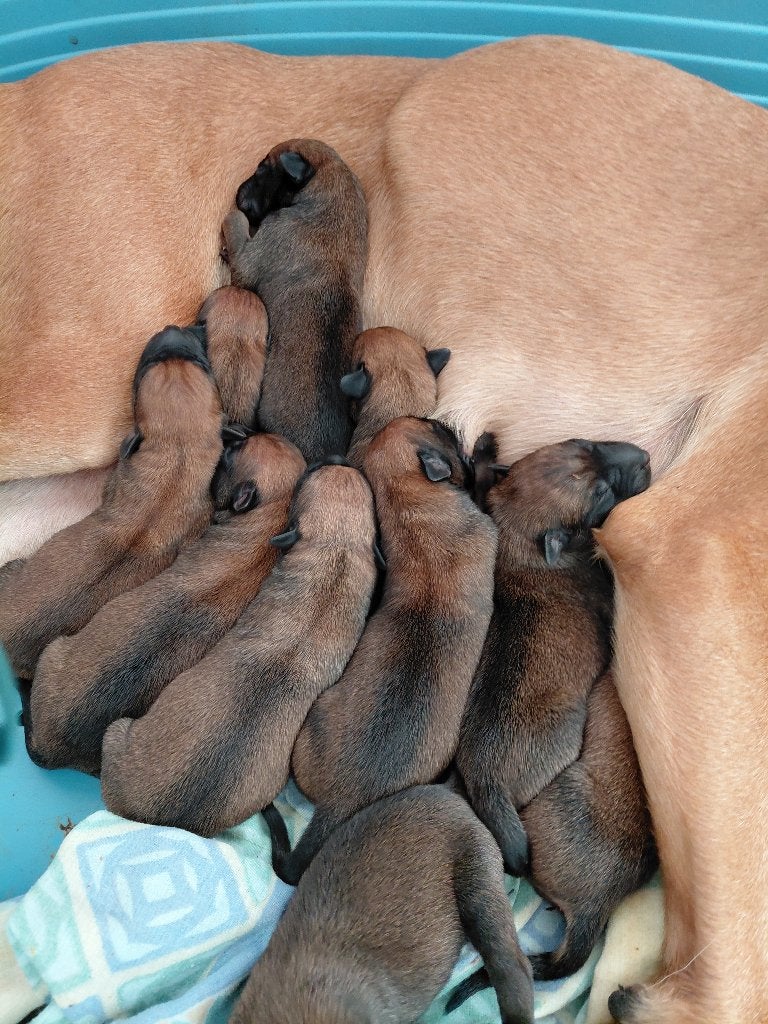 Malinois chiots, Enlèvement