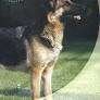 Basisgids dierenverzorging Duitse herder Diana van Houten, Livres, Animaux & Animaux domestiques, Comme neuf, Enlèvement ou Envoi