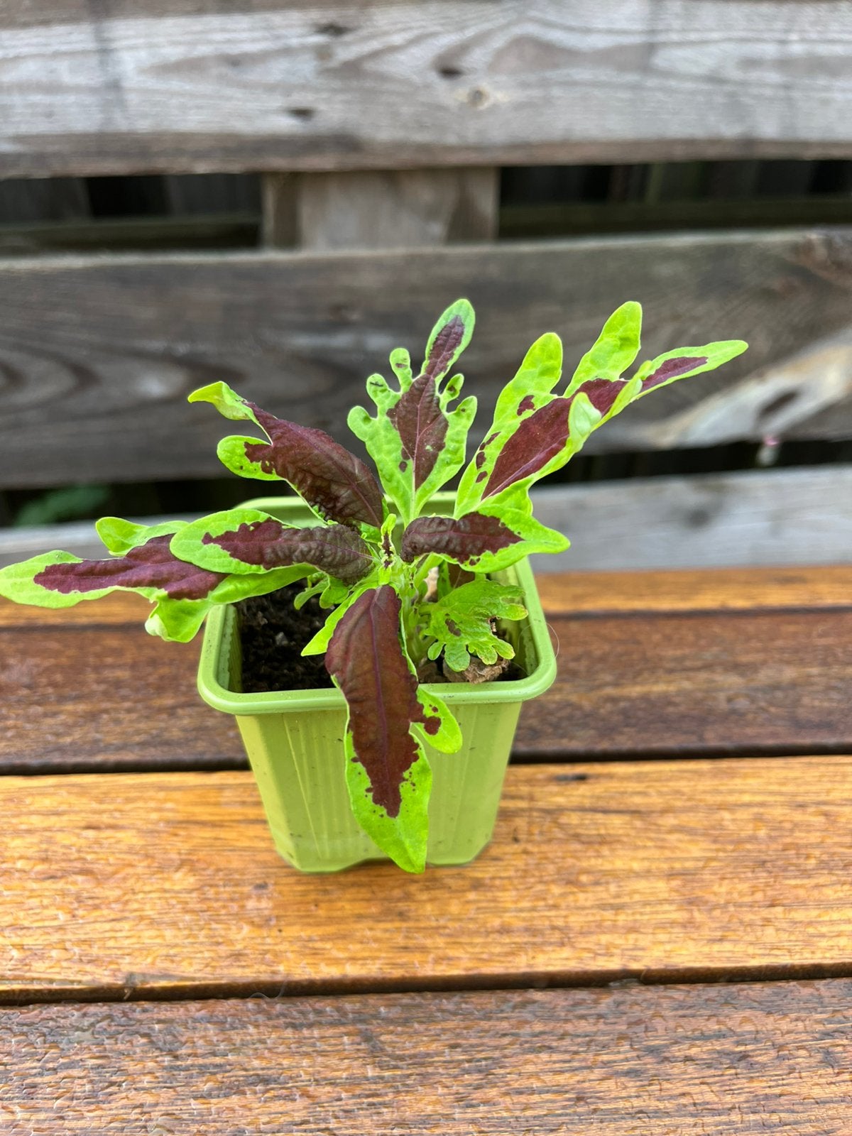 Coleus crown jewel, Maison & Meubles, Plantes d'intérieur, Autres espèces, En pot, Enlèvement ou Envoi, Plante à fleurs