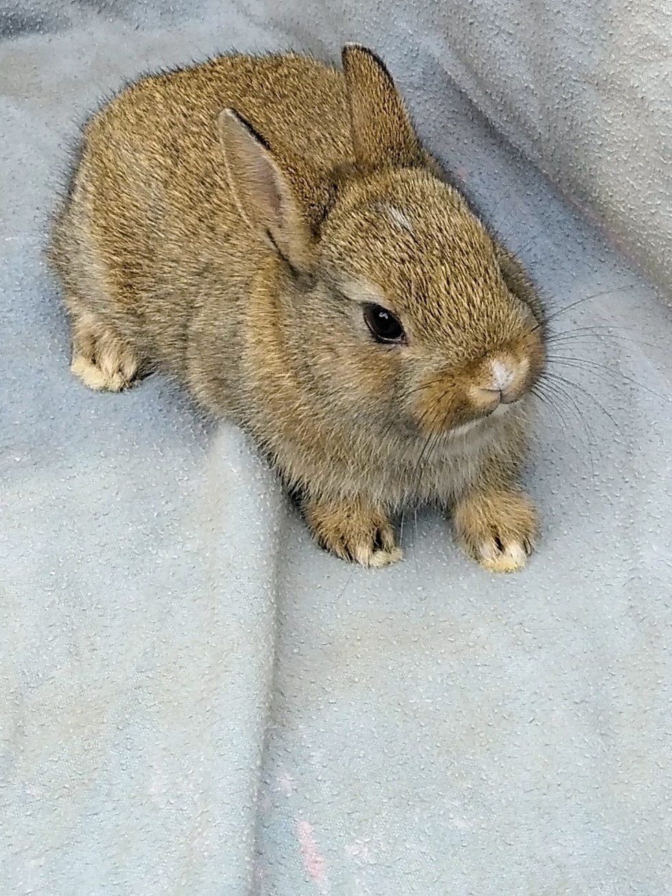 Dwergkonijntje, Animaux & Accessoires, Lapins, Petit, Femelle