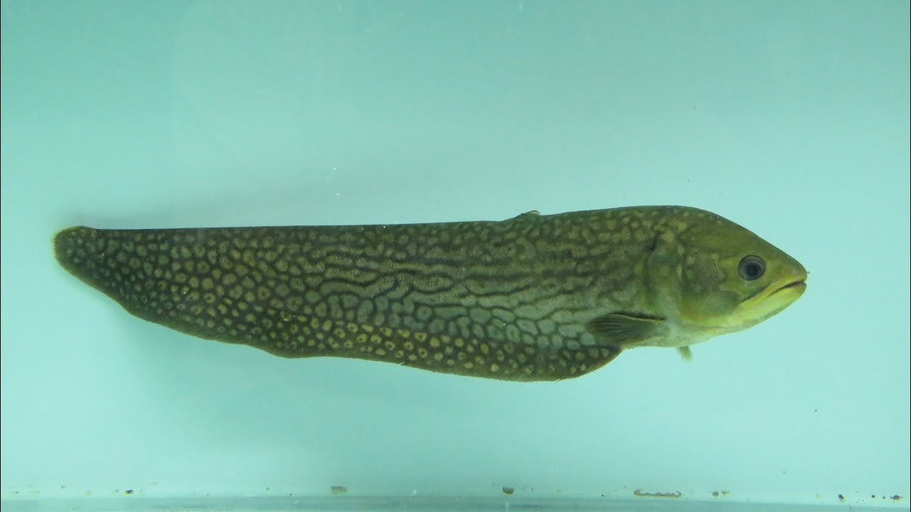 papyrocanus (poisson-couteau)