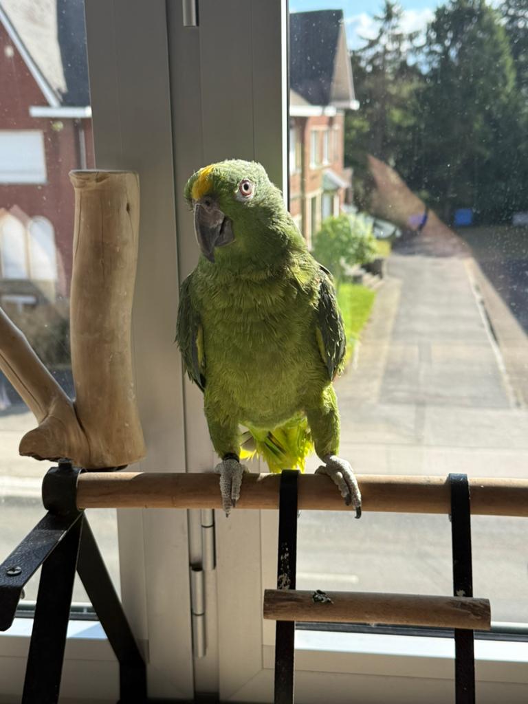 Prachtige jonge handtamme geelvoorhoofd amazone papegaai., Mâle, Perroquet, Parleur