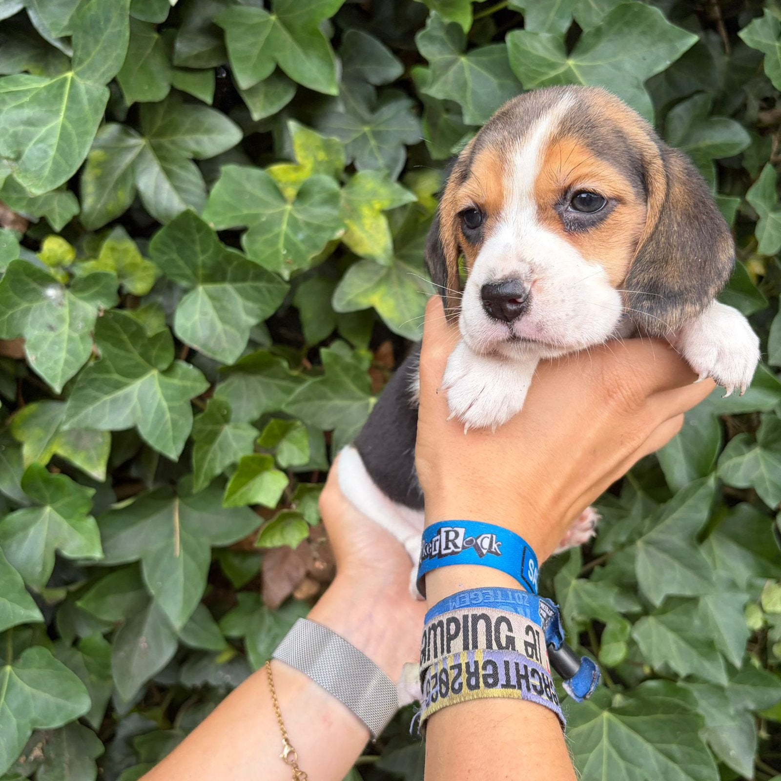 Speelse Beagle pups, Beagle, Plusieurs, Belgique, Plusieurs animaux