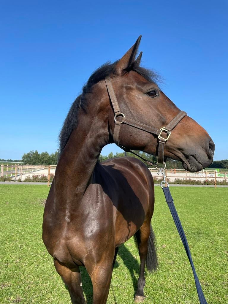 Paard te koop, Dieren en Toebehoren, Ophalen, Springen