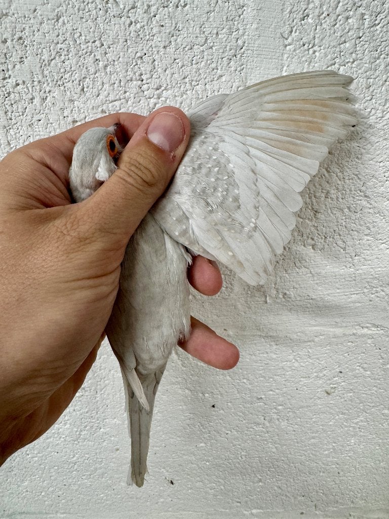 MUTATIE COMBINATIE DIAMANTDUIVEN - PASTEL / BRUIN / GEZOOMD, Dieren en Toebehoren, Meerdere dieren, Tropenvogel, Geringd