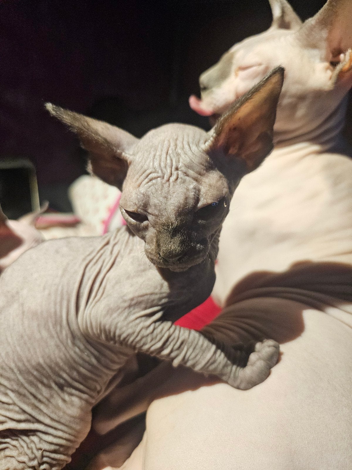 Sphynx, Animaux & Accessoires, Chats & Chatons | Chats de race | Poil ras, Chat, 0 à 2 ans, Avec puce électronique, Vermifugé