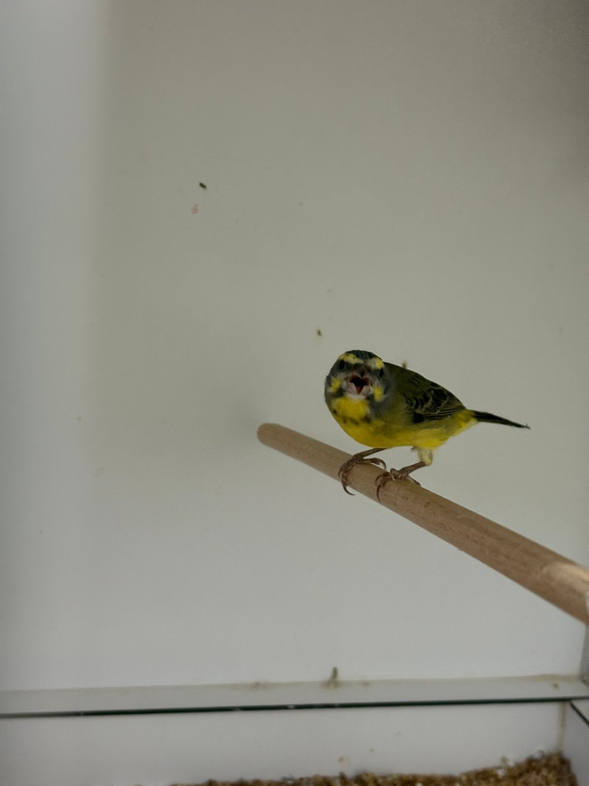 Mozambique sijs, Dieren en Toebehoren, Vogels | Overige Vogels