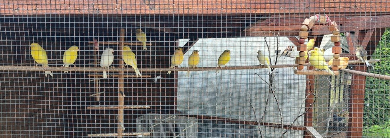 jeunes canaris 2026, Plusieurs animaux