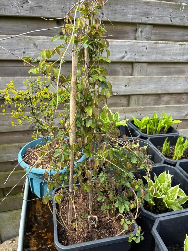 Chocoladerank / akebia quinata, Ophalen