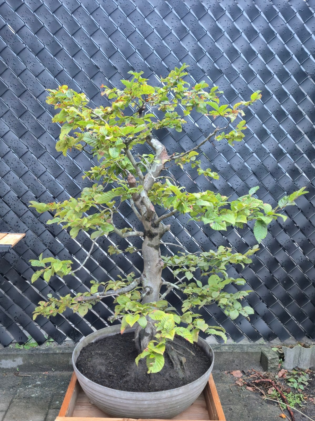 haagbeuk bonsai 45jaar oud, Tuin en Terras, Ophalen