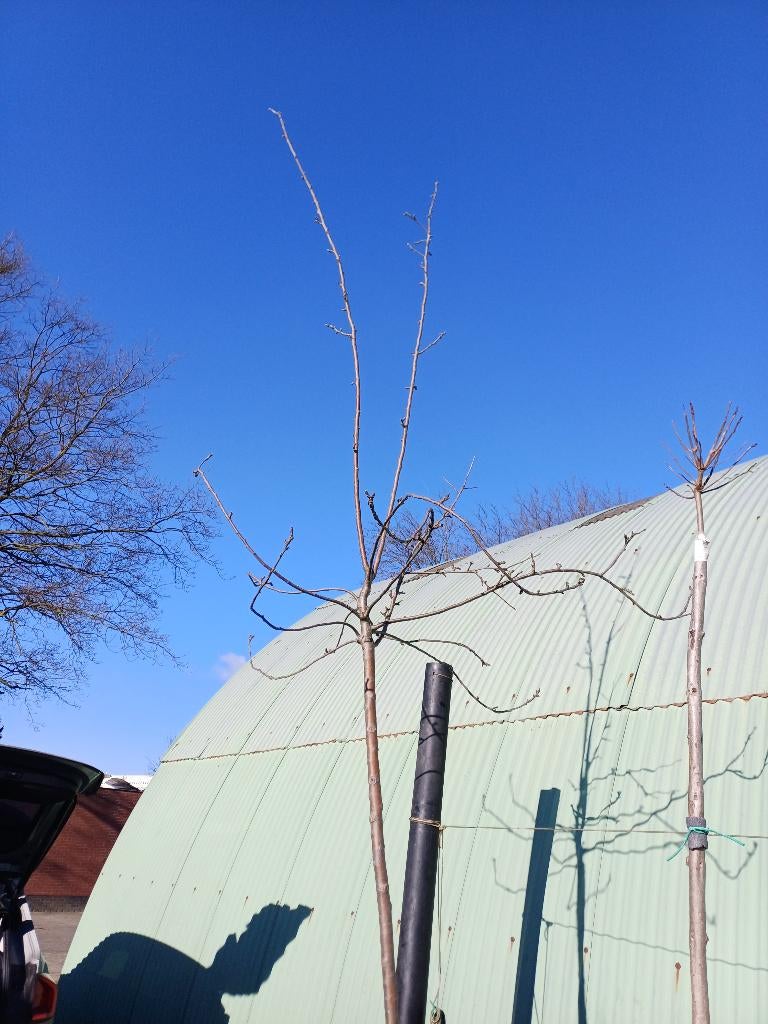 Appelboom Karmijn, Ophalen, In pot, Appelboom
